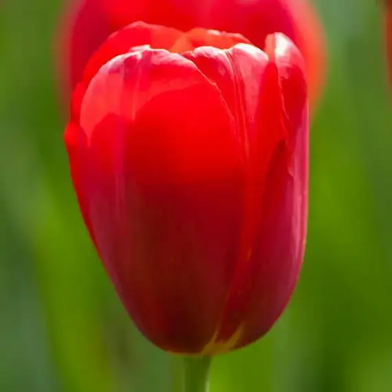 Тюльпан Скай Хай Скарлет