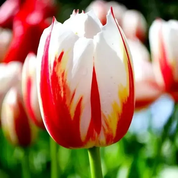 Тюльпан Хэппи Дженерейшн