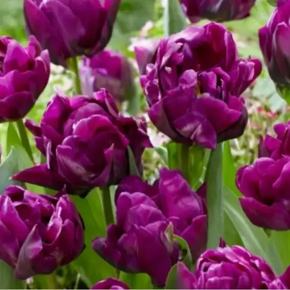 Тюльпан Пурпл Пиони