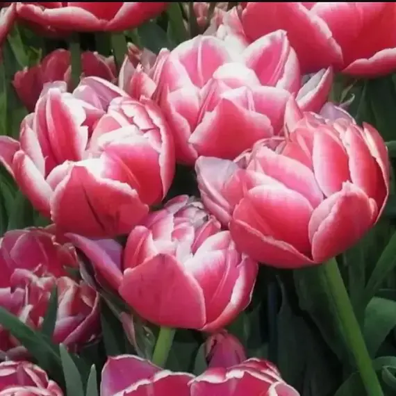 Тюльпан Коламбус