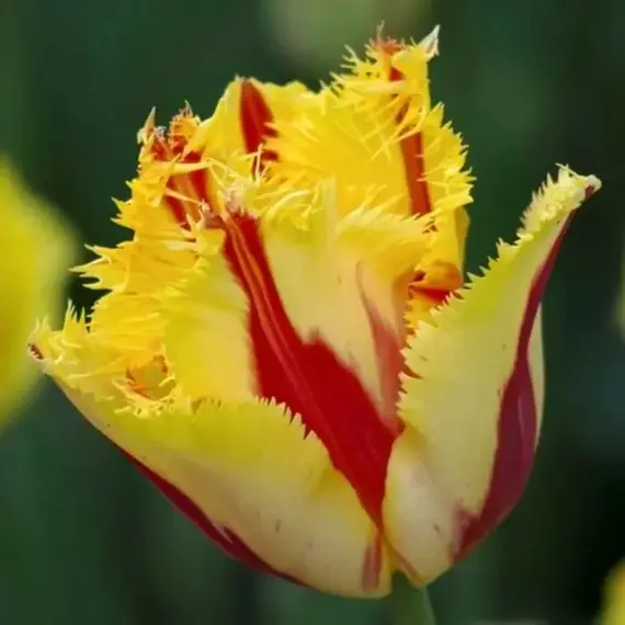 Тюльпан Парти Клоун