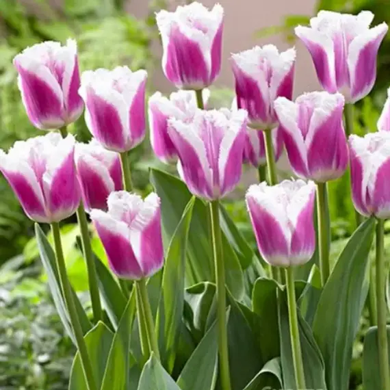 Тюльпан Сиеста