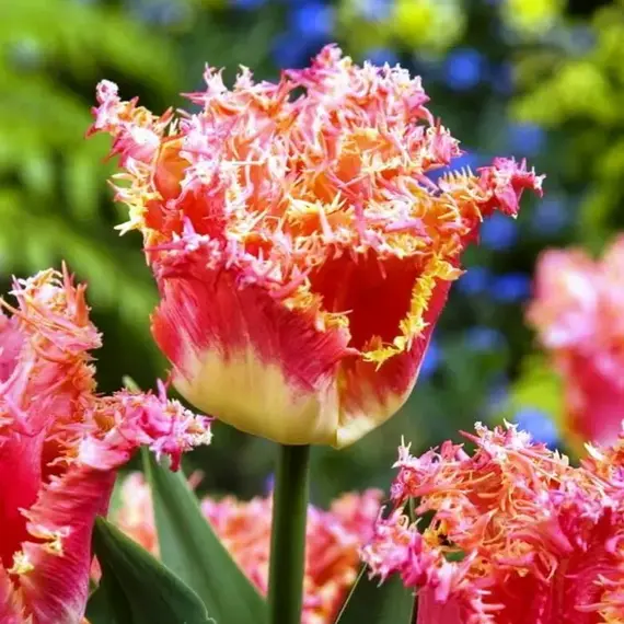 Тюльпан Джоинт Дивижн