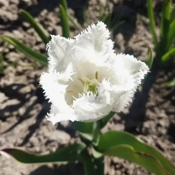 Тюльпан Сигнатюр