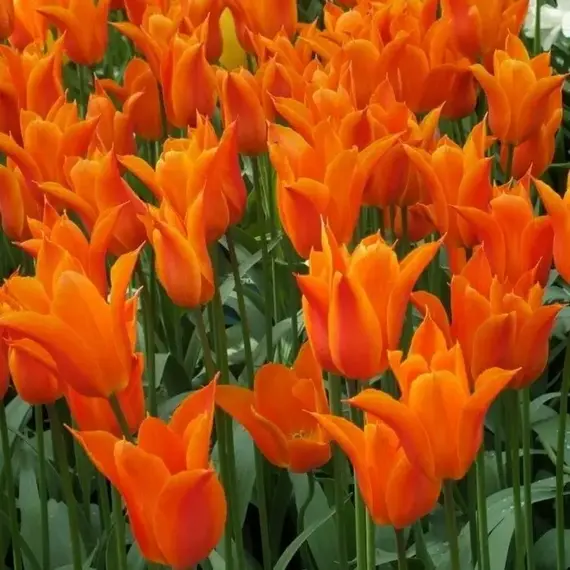 Тюльпан Балерина