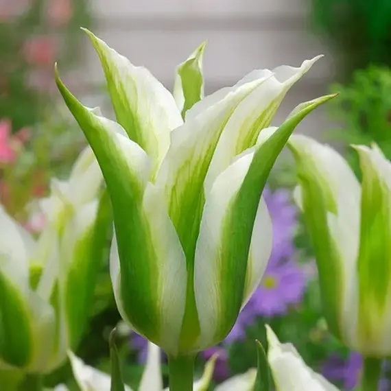 Тюльпан Грин Стар