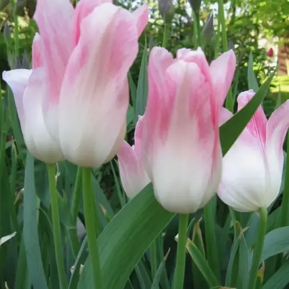 Тюльпан Холланд Шик