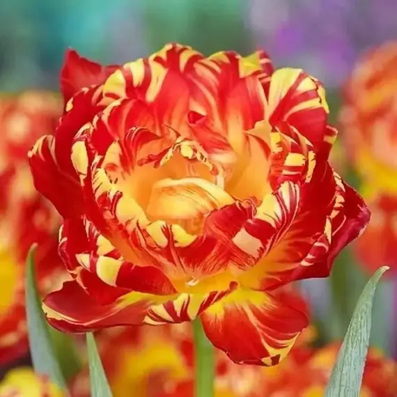 Тюльпан Абба Флэйм