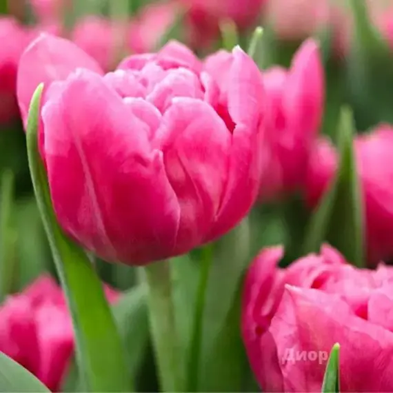 Тюльпан Диор