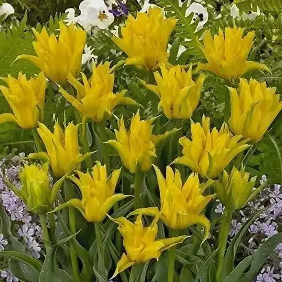 Тюльпан Йеллоу Спайдер