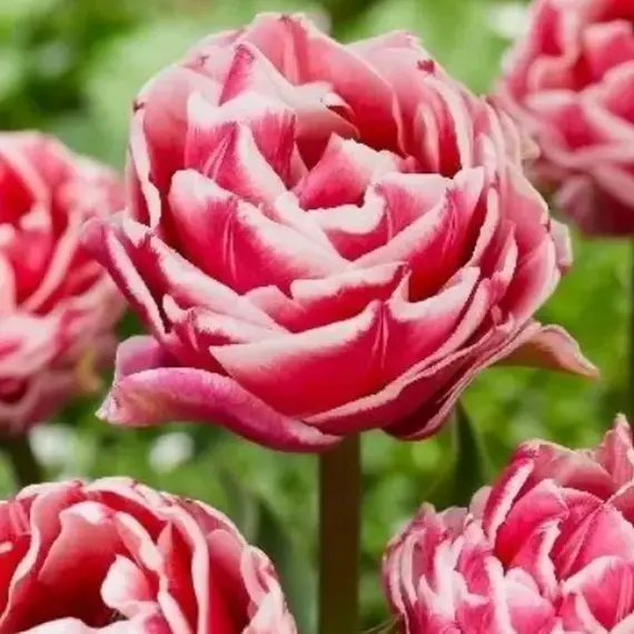 Тюльпан Летс Данс