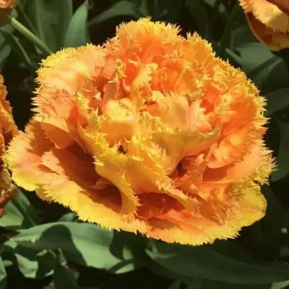 Тюльпан Сенсуал Тач