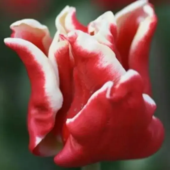 Тюльпан Элегант Краун