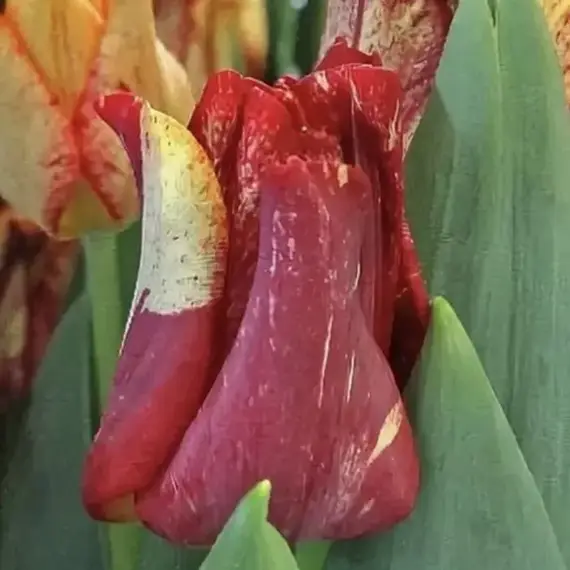 Тюльпан Стрипед Дресс