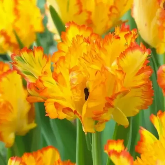 Тюльпан Карибиан Пэррот