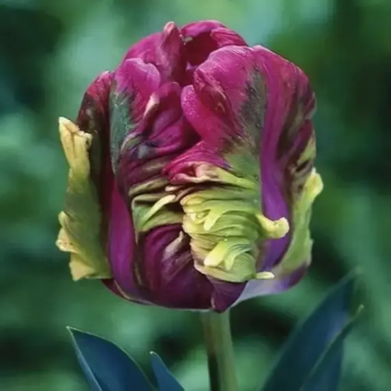 Тюльпан Рай