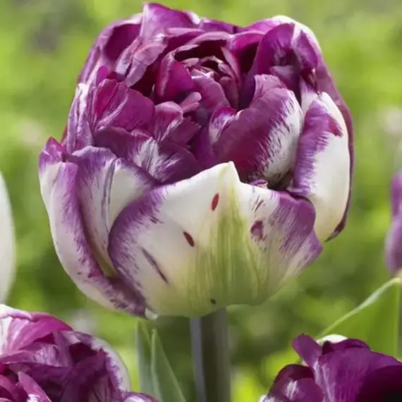 Тюльпан Экскуист