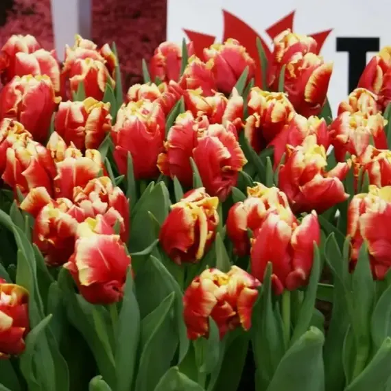 Тюльпан Диджей Пэррот