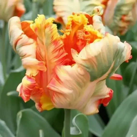 Тюльпан Пэррот Кинг