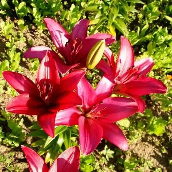 Лилия Фанжио ЛА-гибрид