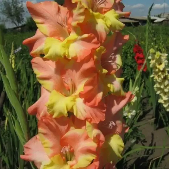 Гладиолус Аргентинское Танго