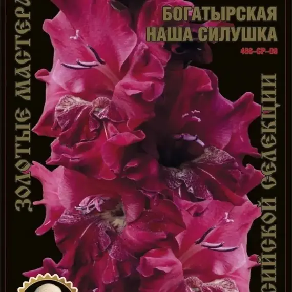 Гладиолус Богатырская Наша Силушка