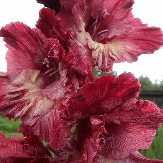 Гладиолус Гиперпространство