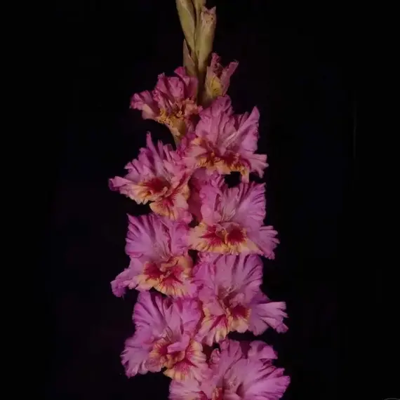 Гладиолус Купаж