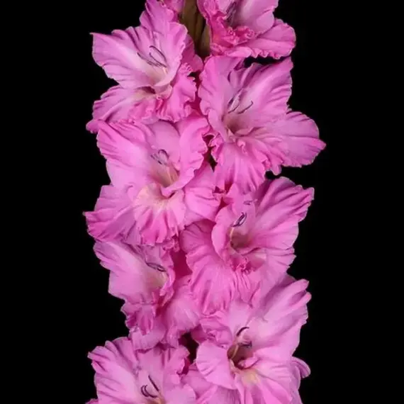 Гладиолус Прованс