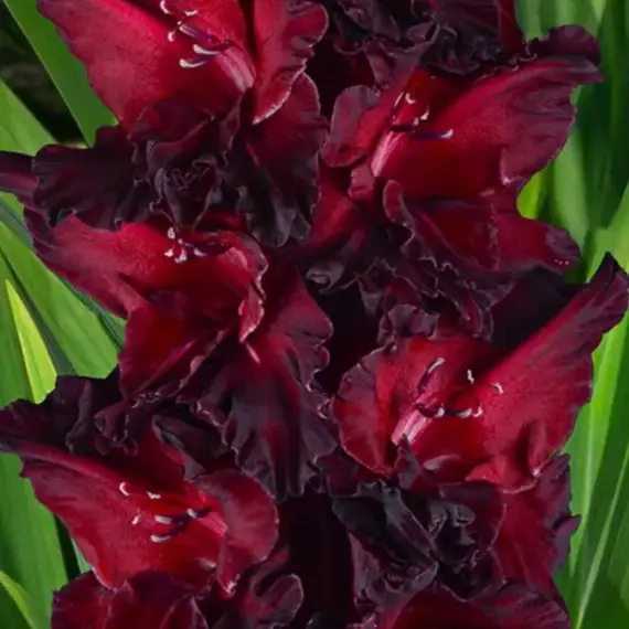 Гладиолус Ром и Кола