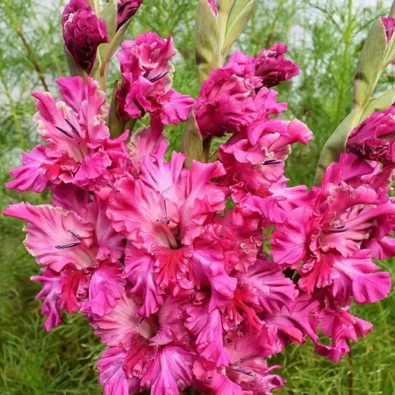 Гладиолус Сонг