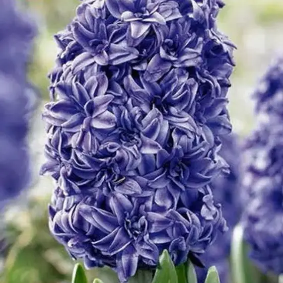 Гиацинт Royal Navy.