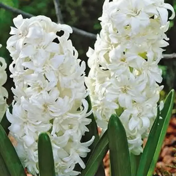 Гиацинт Snow Crystal.