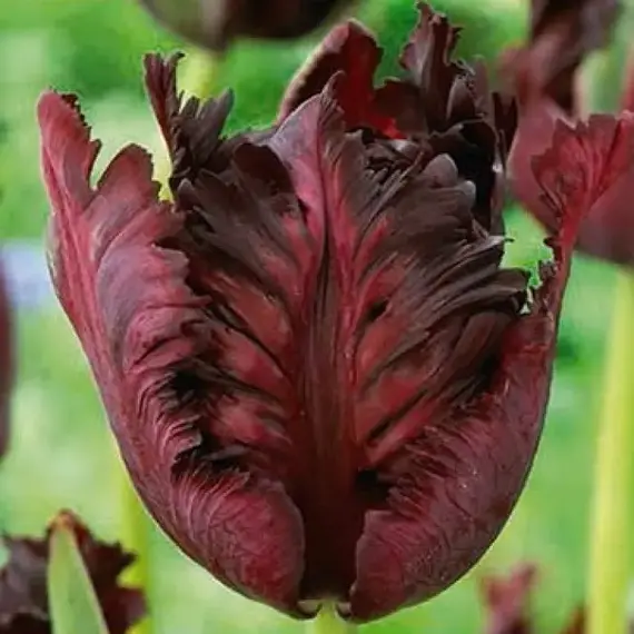 Тюльпан Black Parrot.