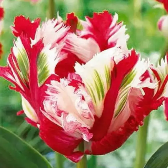 Тюльпан Estella Rijnveld.