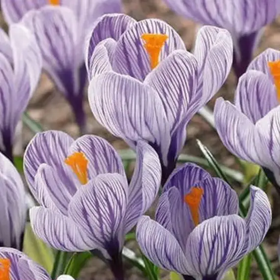 Крокус Pickwick.