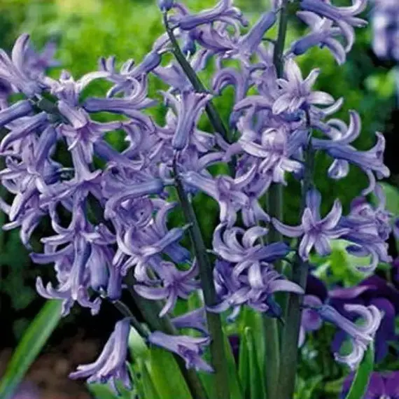 Гиацинт Multiflora Anastasia.