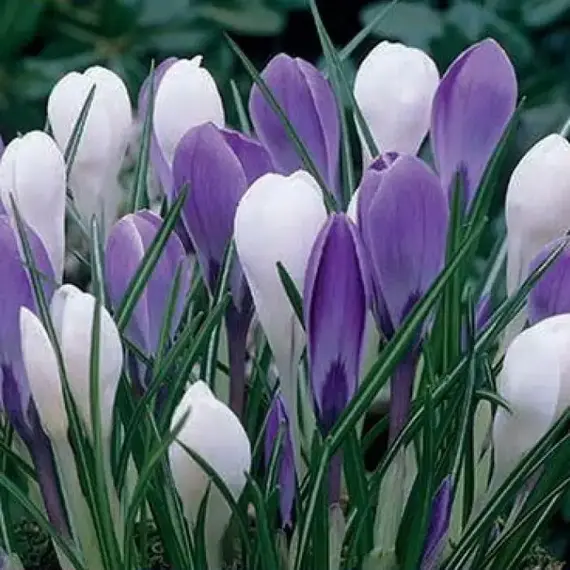Крокус Бело-голубой Микс.