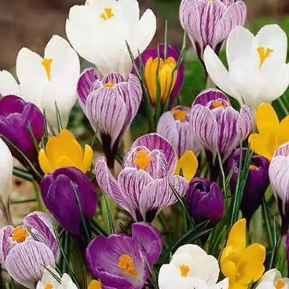 Крокус Крупноцветущий Микс