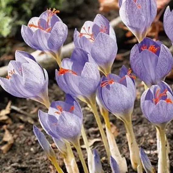 Крокус осенний Crocus Speciosus.