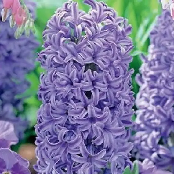 Гиацинт Голубые.