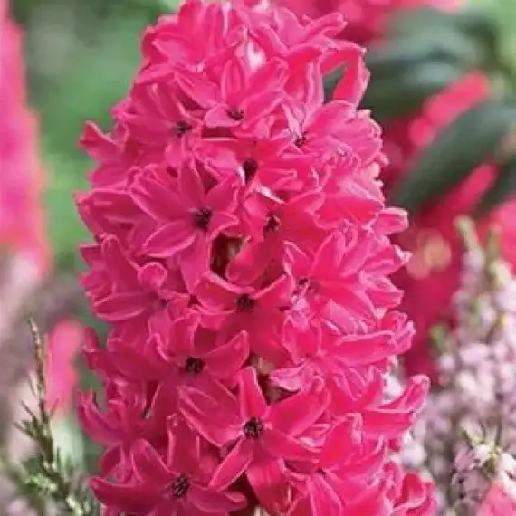 Гиацинт Красные.