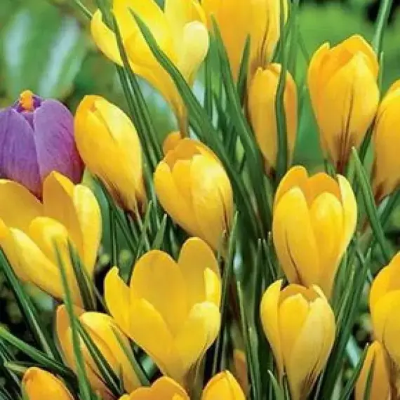 Крокус Yellow (Желтый)