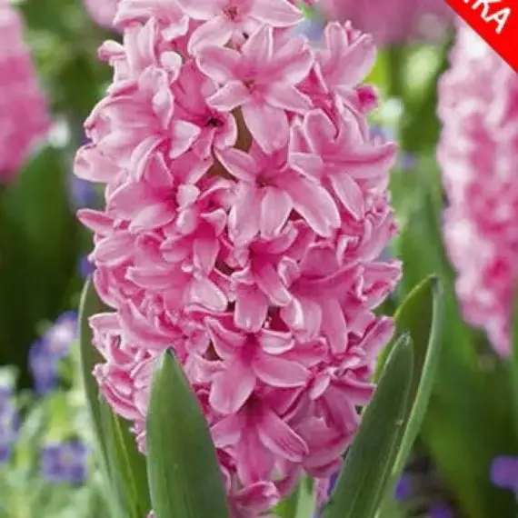 Гиацинт Pink Pearl.