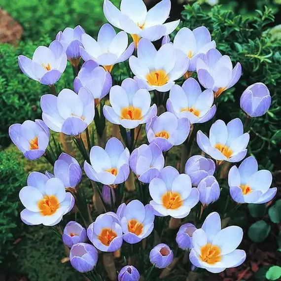 Крокус золотистый Блю Перл