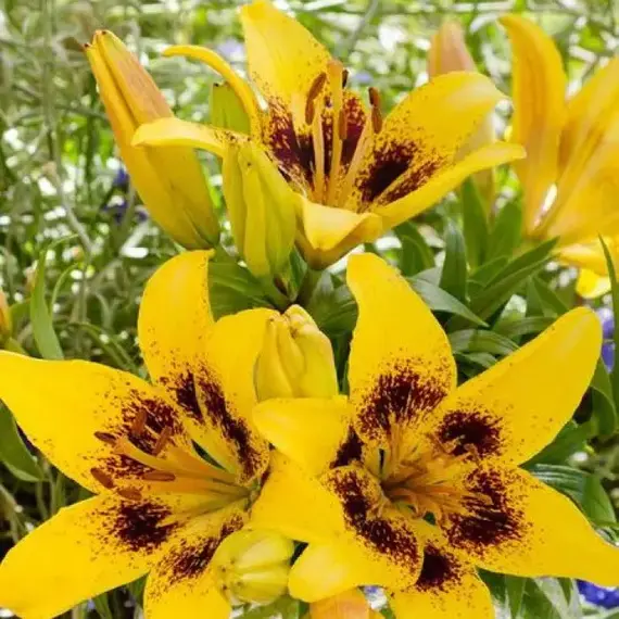 Лилия Джоао Пессао