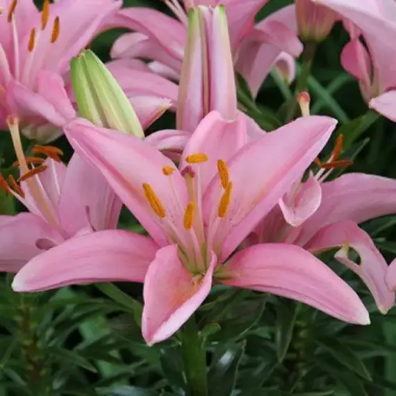 Лилия Силла