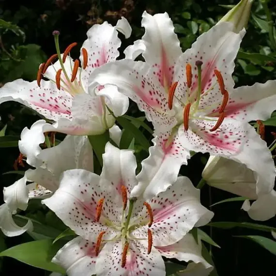 Лилия Мускадет восточная