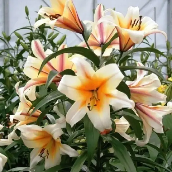 Лилия Мисс Пекьюлар