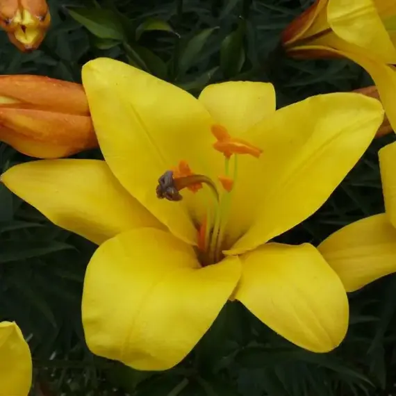 Лилия Йеллоу Планет